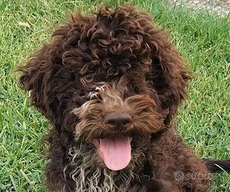 Lagotto Romagnolo