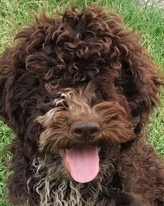 Lagotto Romagnolo