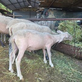 Agnello maschio Lacaune da riproduzione