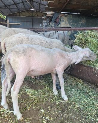 Agnello maschio Lacaune da riproduzione