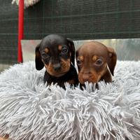 Cucciolo bassotto cioccolato