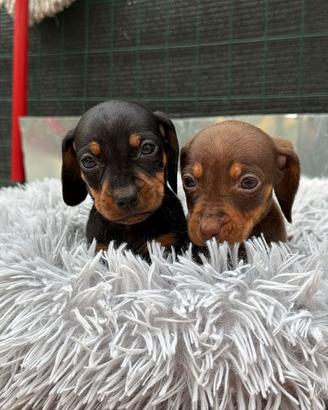 Cucciolo bassotto cioccolato