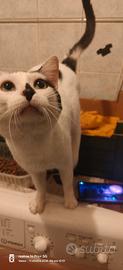 Gattino dolcissimo