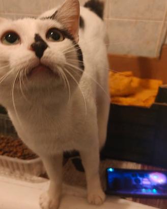 Gattino dolcissimo