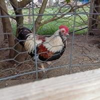 Galline Faverolles nane gallinelle