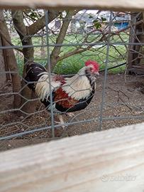 Galline Faverolles nane gallinelle