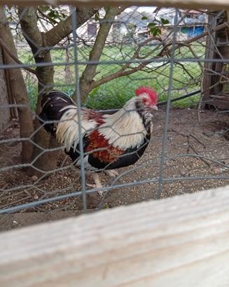 Galline Faverolles nane gallinelle