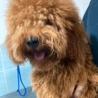 Barboncino chiede e MERITA amore