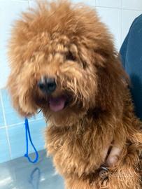 Barboncino chiede e MERITA amore