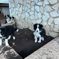 Cucciolo border collie pedigree