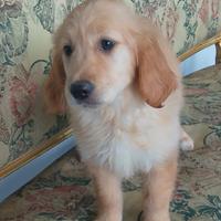 Cuccioli di Golden retriever