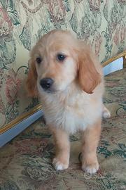 Cuccioli di Golden retriever