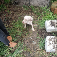 Lagotto romagnolo