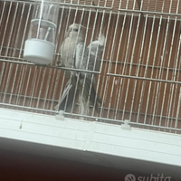 Coppia riproduttiva calopsite