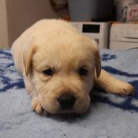 Cuccioli di Labrador miele Neri cioccolato