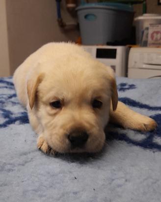 Cuccioli di Labrador miele e neri