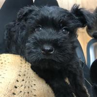 Schnauzer nano cuccioli NERI.Pedigree ENCI