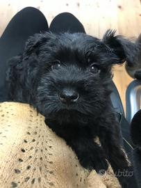 Schnauzer nano cuccioli NERI.Pedigree ENCI