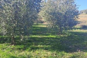 !! Lotto Agricolo con Uliveto a Polpena