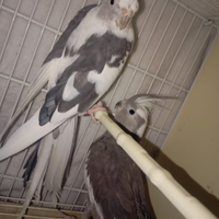 Coppia riproduttiva calopisiti