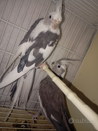 Coppia riproduttiva calopisiti