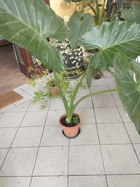 pianta orecchie di elefante 