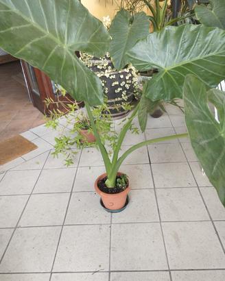 pianta orecchie di elefante 