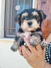 Yorkshire maltese Morckie