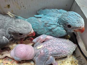 Pappagalli da inbecco