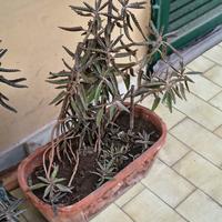 2 Piante di Kalanchoe daigremontiana ed altro