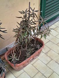 2 Piante di Kalanchoe daigremontiana ed altro
