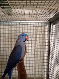 Parrocchetti dal collare