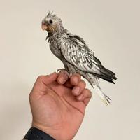 Calopsiti maggiorate allevate a mano