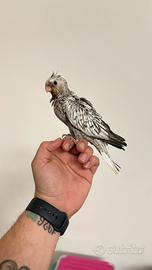 Calopsiti maggiorate allevate a mano