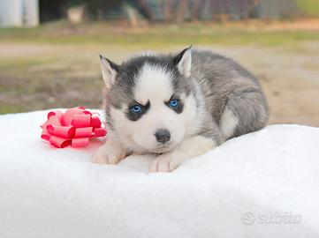 Cucciola di Husky STUPENDA