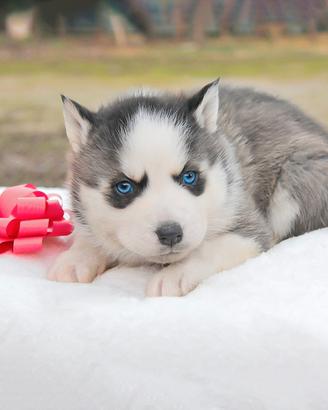 Cucciola di Husky STUPENDA