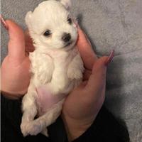 Maltese