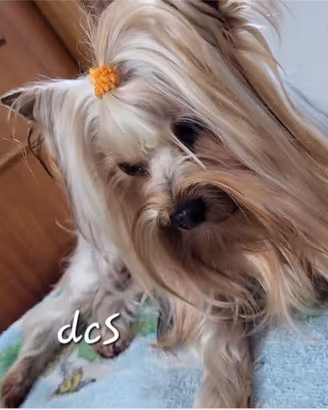 Yorkshire terrier ex fattrice