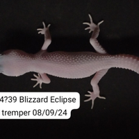 Geco leopardino blizzard