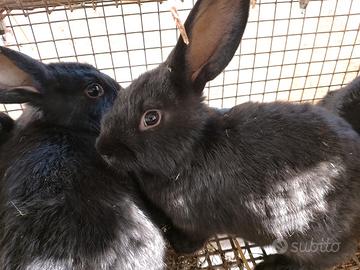 Conigli incrocio
