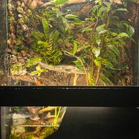 Terrari bioattivi
