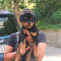 Cuccioli rottweiler