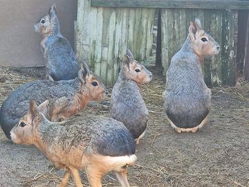 Lepri della patagonia