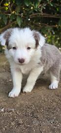 Border collie