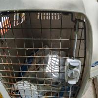 cuccia e trasportino 