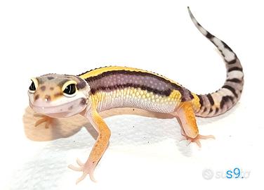 Geco leopardino tangerine e altri morph