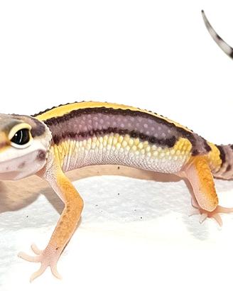 Geco leopardino tangerine e altri morph