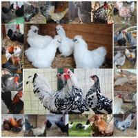 Galline ornamentali