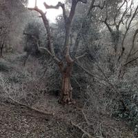 piante ulivo