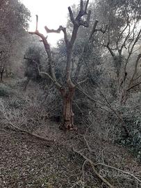 piante ulivo